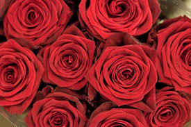 Flower Market Report Feb Newcoventgardenmarket Com Flower Market Flowers Red Roses