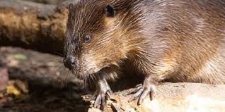 American beavers have a gestation period of around 105 to 107 days. Beaver Smithsonian S National Zoo