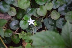 Image result for Geophila repens