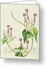 Image result for Ceropegia meyeri