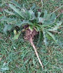 One that probably had domestic cats with big ears used in it's ancestry. Cats Ear Identify Prevent Control This Lawn Weed