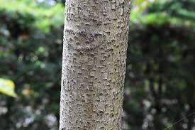 庭木図鑑 植木ペディア