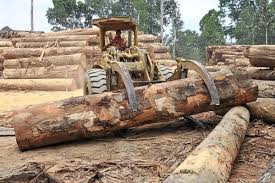 The announcement was made at sfi's hall here which was attended by over 1,000 workers. Tycoon In Legal Tussle Over Timber Licences The Star
