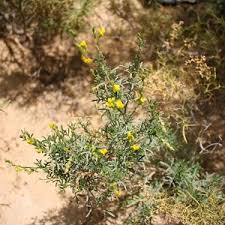 Image result for Melolobium