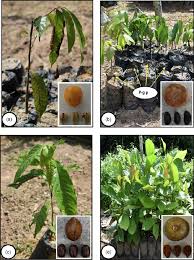 Image result for Uapaca guineensis