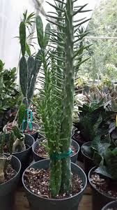 Image result for Austrocylindropuntia