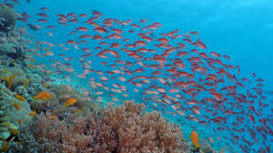 Today, pemba is most famous not as a trade center but as one of the most rewarding dive destinations in africa. Wonderful Diving In Pemba Tanzania 2017 4k Video Youtube