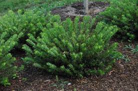 Pin On Gardening