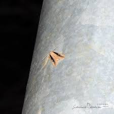 Image result for Chilodes maritima