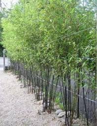 This gutter is green and cheaper, but is less durable than conventional gutters. Bamboo Garden Ideas Backyards Bamboo Garden Backyard Garden Landscape Bamboo Plants