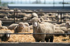 Enterotoxemia In Sheep And Goats Texas A M Veterinary Medical Diagnostic Laboratory