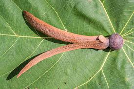 Image result for Dipterocarpaceae