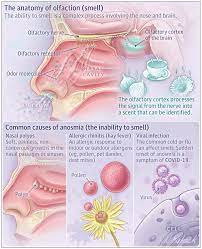 What Is Anosmia Medical Knowledge Pharmacology Nursing Medical Facts