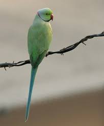 Green Bird With Red Ring Around Neck List Of Birds Of India Wikipedia Parakeet Ring Necked Parakeet List Of Birds
