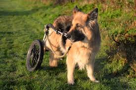 Petconnect rescue was founded in 2005, in the wake of hurricane katrina, and has evolved into a vibrant animal rescue organization. 7 Awesome Special Needs Animal Rescues You Should Know About One Green Planet