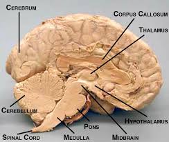 We did not find results for: The Nervous System Serendip Studio