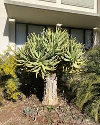 Image result for Aloidendron