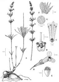 Image result for Fadogia arenicola