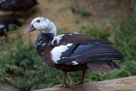 Larry Hitchens White Winged Wood Duck Rarest Waterfowl In The World Wood Ducks Animals White Wings