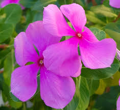 Periwinkle flower flowerphotography flowers nature vinca vincaflower naturephotography girl. Periwinkle Flower Periwinkle Flowers Flower Garden Design Beautiful Flowers