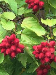 Image result for Bixa orellana