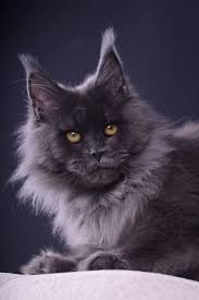 Maine coon adoptions holds monthly adoption fairs in pleasant hill. Pin On Pets