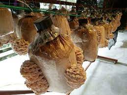 Cendawan kukur/kulat sisir mengandungi schizophllyan yang bersifat anti tumor dan anti kanser yang berrupaya meningkatkan sistem imun. Baharu Tanam Kulat Sisir