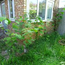 Japanese knotweed is treated via careful management of its root (rhizome) system. Blog Japanese Knotweed Removal Uk London Cardiff Bristol Cyb