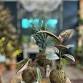 Kokedama Trio Flight @ Craft One Half | 2pm