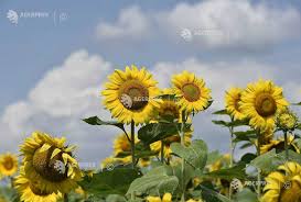 Societatea pe acţiuni floarea soarelui. Lan De Floarea Soarelui Agerpres ActualizeazÄƒ Lumea