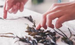 Eco-print Seaweed with Sashoonya