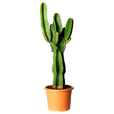 Great savings free delivery / collection on many items. Euphorbia Acrurensis Potted Plant Ikea Ireland Small Artificial Plants Cheap Artificial Plants Artificial Plants