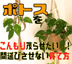 ポトスをこんもり茂らせたいっ 間延びさせない育て 園楽project 園芸 植物を楽しむ情報サイト