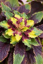 Amaranthus Tricolor Splendens Amaranth Plant Flower Stock Photography Gardenphotos Com Plants Unusual Plants Planting Flowers