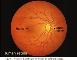 Image result for Retinal Anatomy
