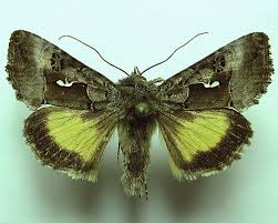 Image result for Syngrapha microgamma