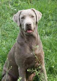For sale, i have a litter of silver akc labrador puppies on the way. Silver Lab For Sale In Miami Florida Classified Americanlisted Com