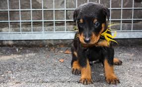 Find beauceron puppies and breeders in your area and helpful beauceron information. Beauceron Dog Breed Information Training Tips Petmoo