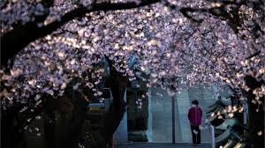 Japan's cherry blossoms signal the beginning of spring, with the event being much anticipated. Japan Cherry Blossom Season Wilted By The Coronavirus Pandemic Bbc News