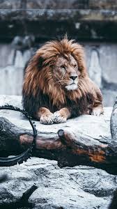 Lion Wallpaper Home Screen Lion Wallpaper Lion Images Lion
