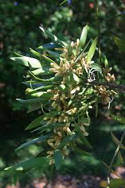 Image result for Nageia nagi