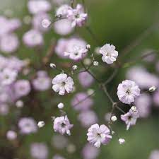 Error Deloitte Uk Gypsophila Herbaceous Perennials Babys Breath