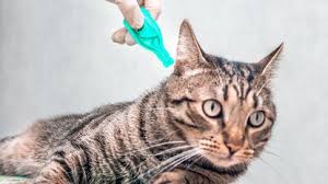 You may notice small dark speckles like dirt in. The Best Cat Flea And Tick Medication Chicago Tribune