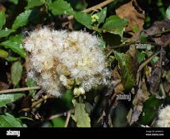 Image result for Microglossa