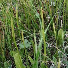 Image result for Ophioglossum vulgatum