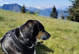 Von der postautohaltestelle schwägalp wandert man richtung dreckloch und schon ist man aus dem betrieb der schwägalp draussen. Schwagalp Hinterfallenchopf Schwagalp