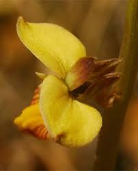 Image result for Eulophia tuberculata