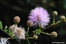 Image result for Mimosa diplotricha