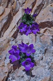 Campanula Morettiana Alpine Flowers Rare Flowers Flowers Nature