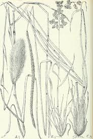 Image result for Chloris roxburghiana